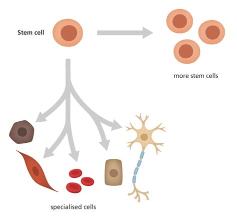 An introduction to iPSCs. Stem cells are cells that have the… | by ...