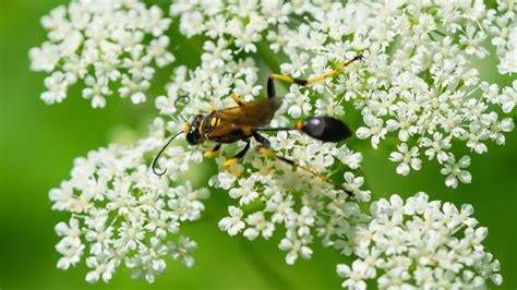 Mud Dauber Wasps - A.N.T. Pest Control