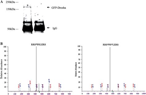 Identification of phosphorylation sites by mass spectrometry. (A)... | Download Scientific Diagram