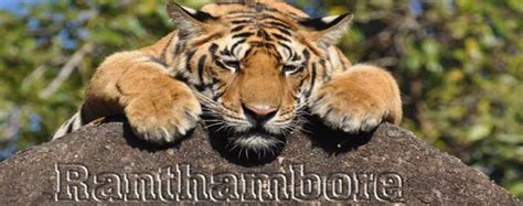 Ranthambore Wildlife Sanctuary Tour (200101),Holiday Packages to ...