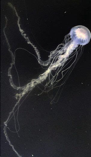 Smithsonian Insider – Scientists discover common sea nettle jellyfish ...