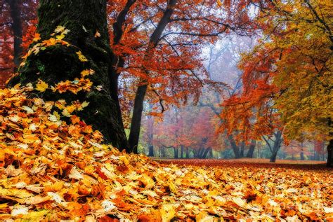 Autumn In The Woodland Photograph by Hannes Cmarits | Fine Art America