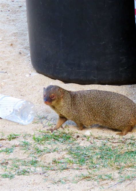 31 Magnificent Mongoose Facts: The Noble Snake Killer (34 Species ...