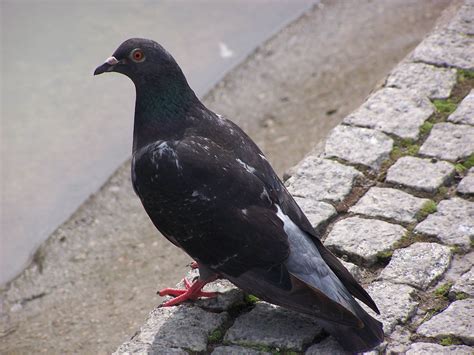 Unveiling the Cartographer: How Black Pigeons Create Maps - Birds Of The Wild