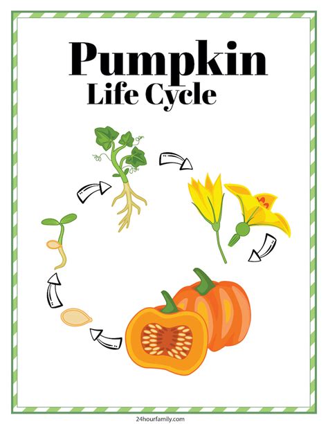 Pumpkin Life Cycle Worksheet (Free Printable) - 24hourfamily.com