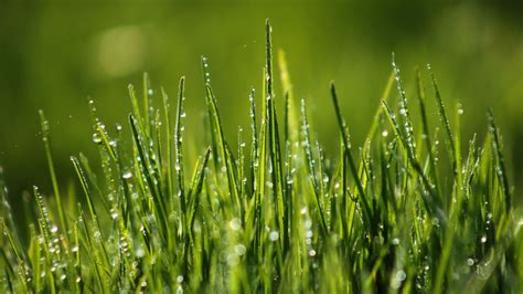 Grass Wallpaper, Awesome Grass Wallpaper, #27352