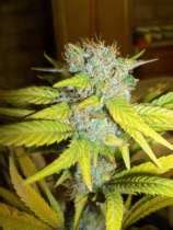 Gold Star (von Bodhi Seeds) :: Cannabis Sorten Infos