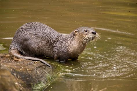 Discover Nature: River Otters | KBIA