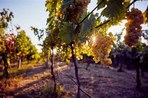 Yellow Grapes on Grapevine in the Vineyard Stock Image - Image of field ...