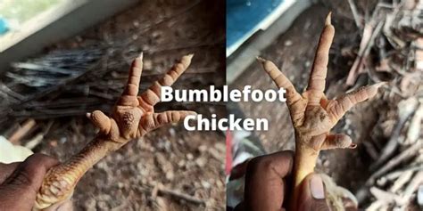 Bumblefoot Chicken: Causes, Symptoms, Treatment, Prevention