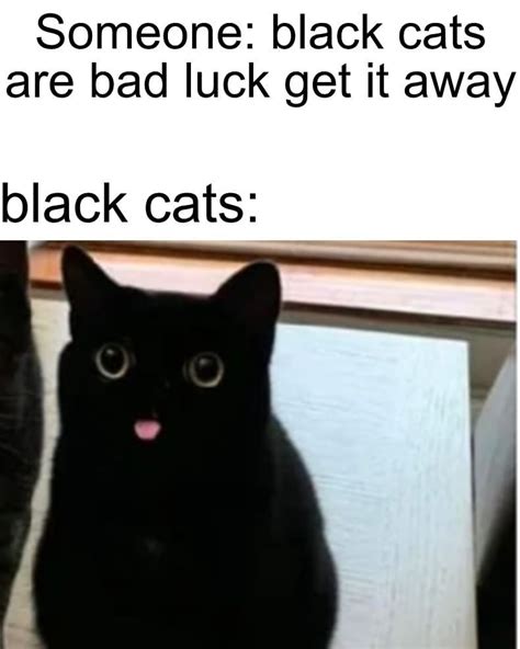 Someone: black cats are bad luck get it away. Black cats: - Funny