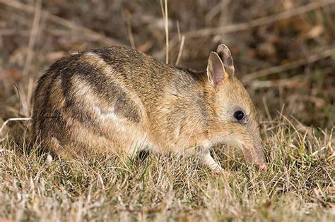 Volunteers and government agencies help Eastern Barred Bandicoot conservation status change from ...