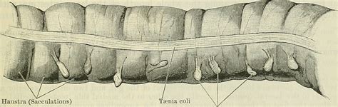 3. Anatomy and Physiology of the Midgut - SimpleMed - Learning Medicine ...