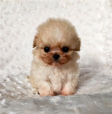 Micro Teacup Maltipoo Puppy for sale! - iHeartTeacups