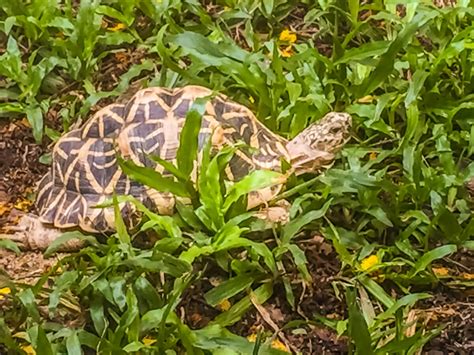 Burmese star tortoise: the stunning conservation success story in ...