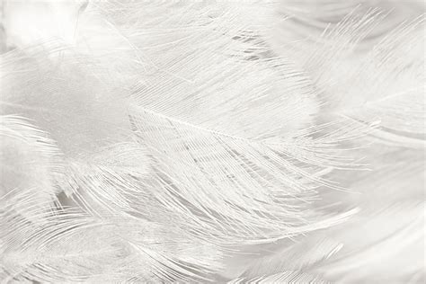 Black And White Feather Texture Background Greeting Card by Nattaya Mahaum