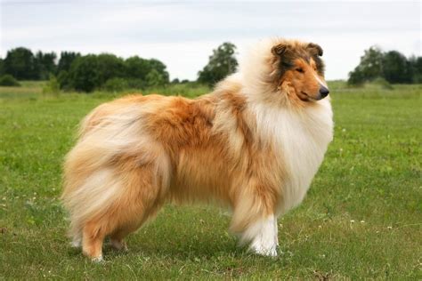 Shepherd Dog Breeds: 21 Types of Shepherd Dogs (With Pictures)