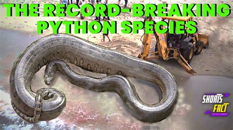 Discovering the world's largest python species - YouTube