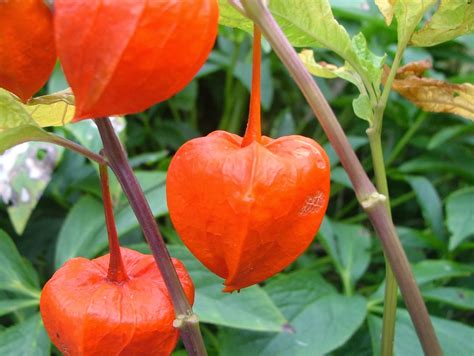 Random Seed Gardener: Plant of the week - Chinese Lanterns (Physalis ...