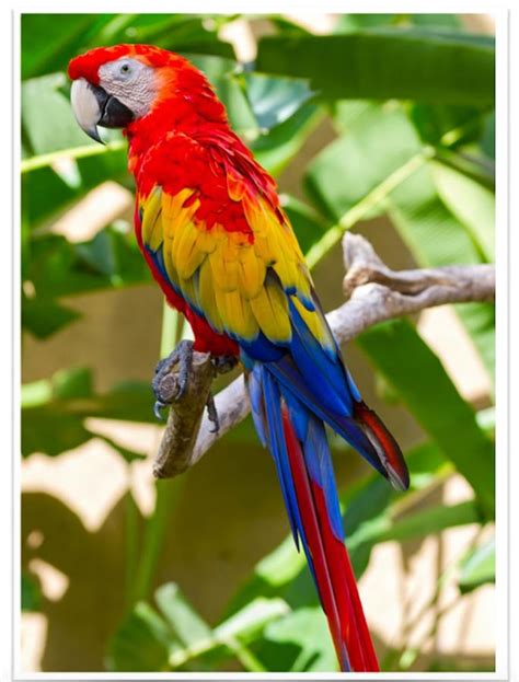 Macaw Birds For Sale | Philadelphia, PA #281100 | Petzlover