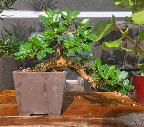 My green island ficus. : Bonsai