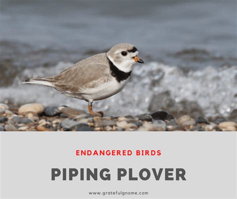 Piping Plover (Endangered Bird Species) – Grateful Gnome