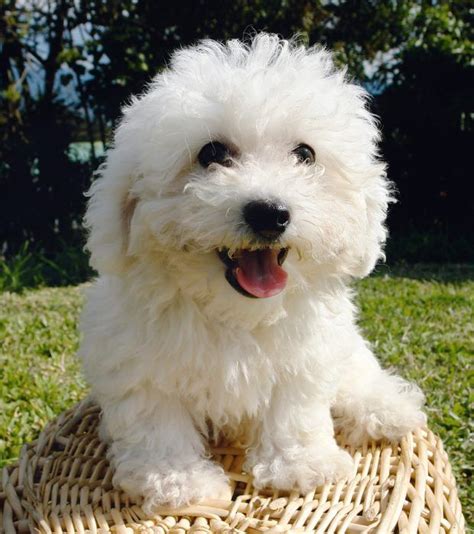 Poodle Mixes: Get to Know These Designer Breeds | Udemy Blog | Bichon frise dogs, Bichon dog ...