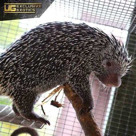 Prehensile Tailed Porcupine - Underground Reptiles