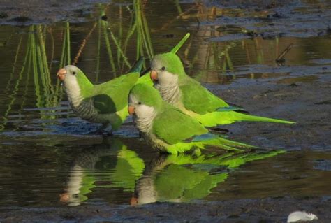 Monk Parakeets - Free Stock Photo by Pixabay on Stockvault.net