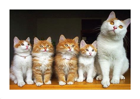 Cat Family Wallpaper | PixLith