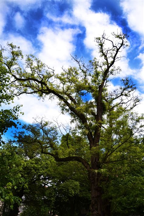 Free Images : tree, olive, heaven, nature, landscape, clouds, earth, vegetation, woody plant ...