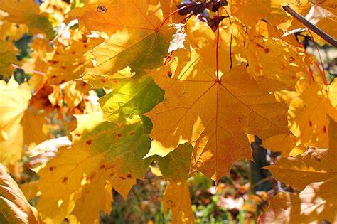 Autumn Leaves Sun Golden - Free photo on Pixabay - Pixabay