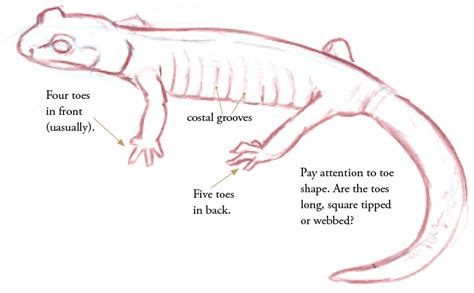 Studying Salamanders | Salamander, Animal tarot, Easy drawings