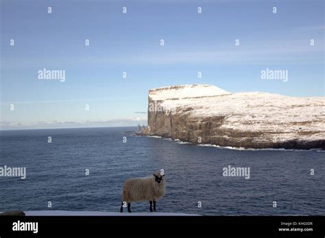 Wildlife in the Faroe Islands Stock Photo - Alamy