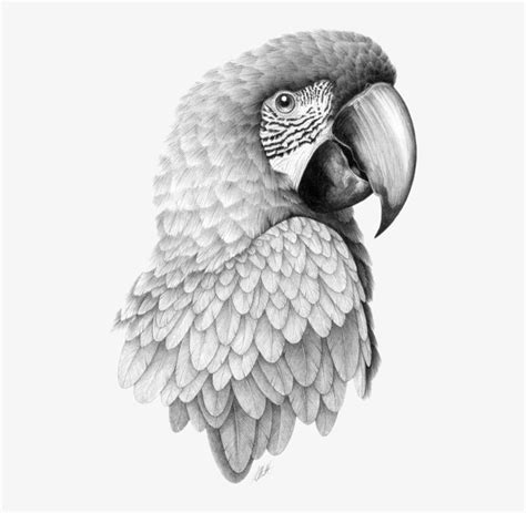 Parrot Bird Pencil Sketch Head Transprent Png - Parrot Drawing Realistic Transparent PNG ...