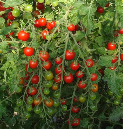 Sweet Million Cherry Tomato Seeds – West Coast Seeds