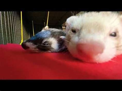 Ferrets Sleeping Together: Close Up. : AnimalsBeingBros