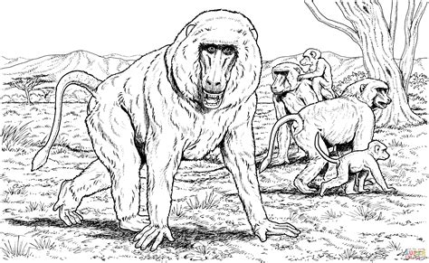Mammals Monkeys Baboons Coloring Pages