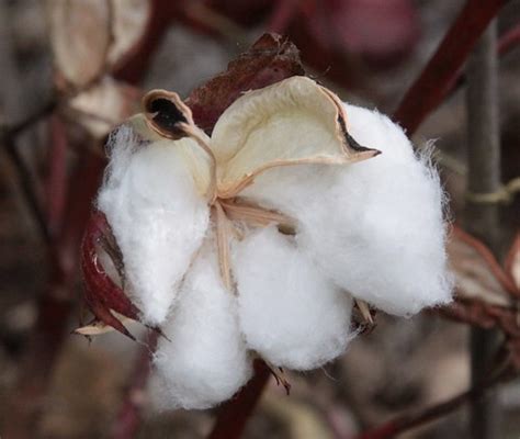 Cotton {gossypium hirsutum} | National Arboretum | Drew Avery | Flickr