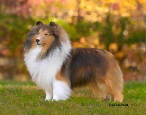 Sheltie Colors – American Shetland Sheepdog Association