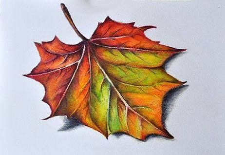 light and dark shading leaves with colored pencils - Google Search ...