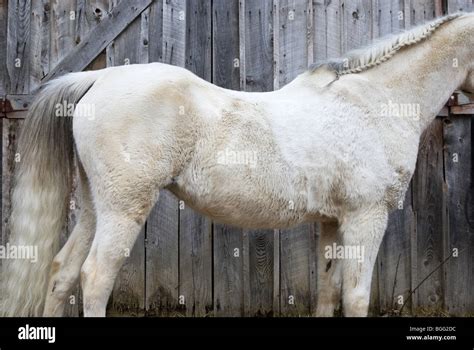 Swayback horse hi-res stock photography and images - Alamy