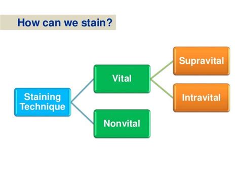 Staining for Conventional Light Microscopy