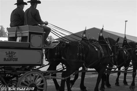 2018 FAIR - Percherons- Web Gallery - Final-2 - Bill Dahl