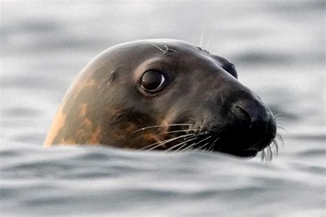 Bird flu is decimating seal colonies. Scientists don't know how to stop it