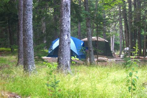 Camping in Henry Cowell Redwoods State Park — Mountain Parks Foundation