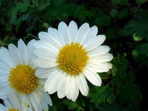 Chrysanthemum japonense - Wikipedia