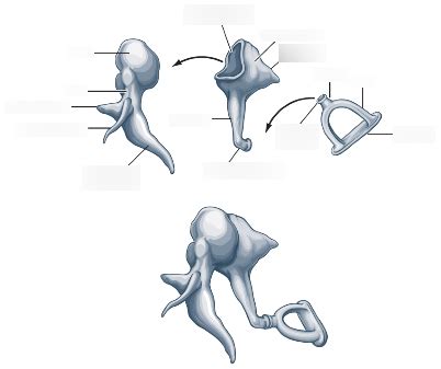 Ossicles Diagram | Quizlet