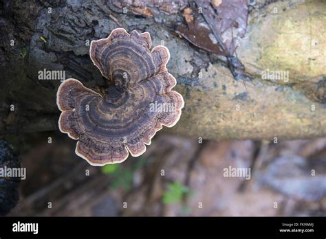 Amazon rainforest fungus hi-res stock photography and images - Alamy