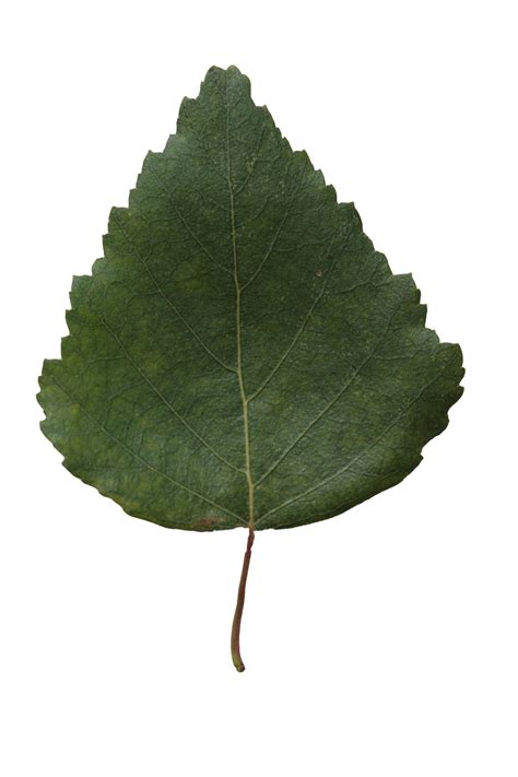 Small green leaf texture – birch | Free Cut Out people, trees and leaves